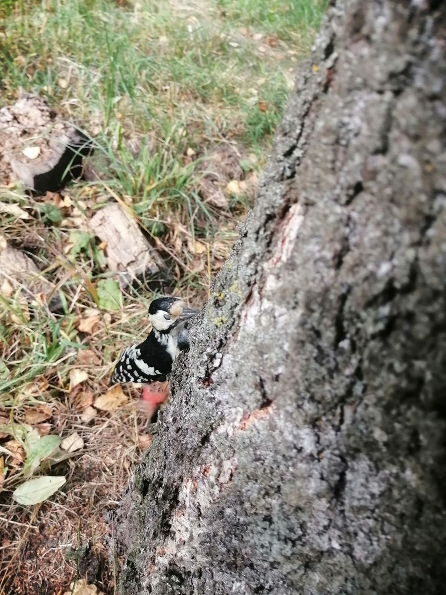 Дятел во дворе дома