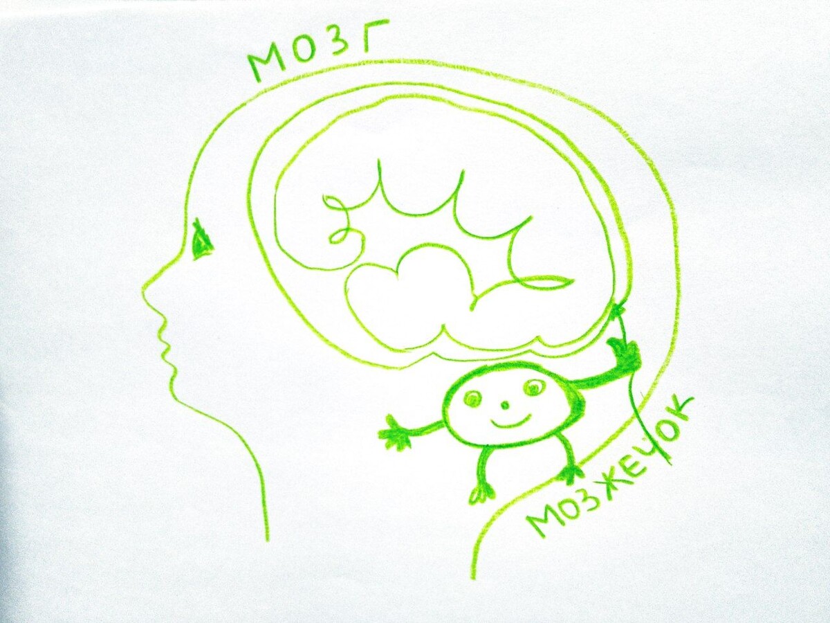 Мозжечок. Рисунок Инесса Ровенской