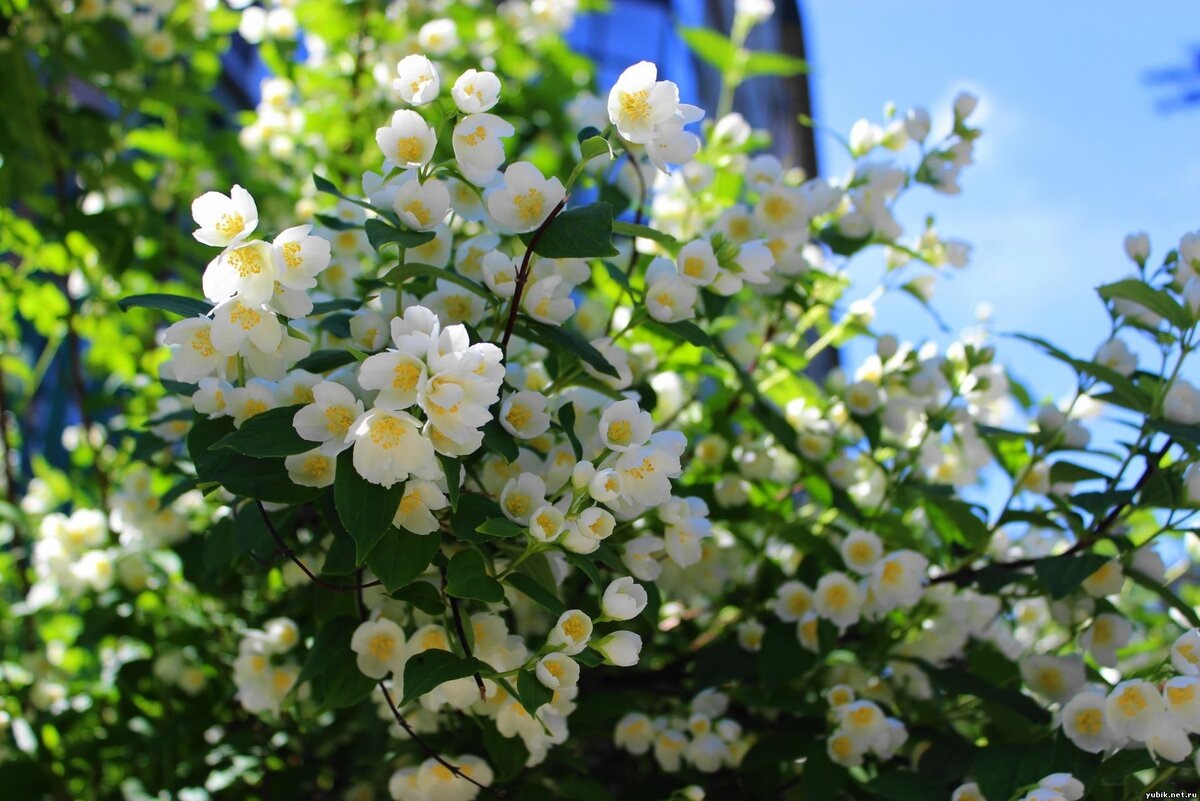 картинка из интернета