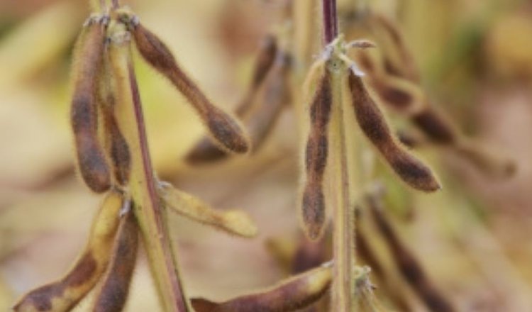    Фото: Минсельхоз Липецкой области