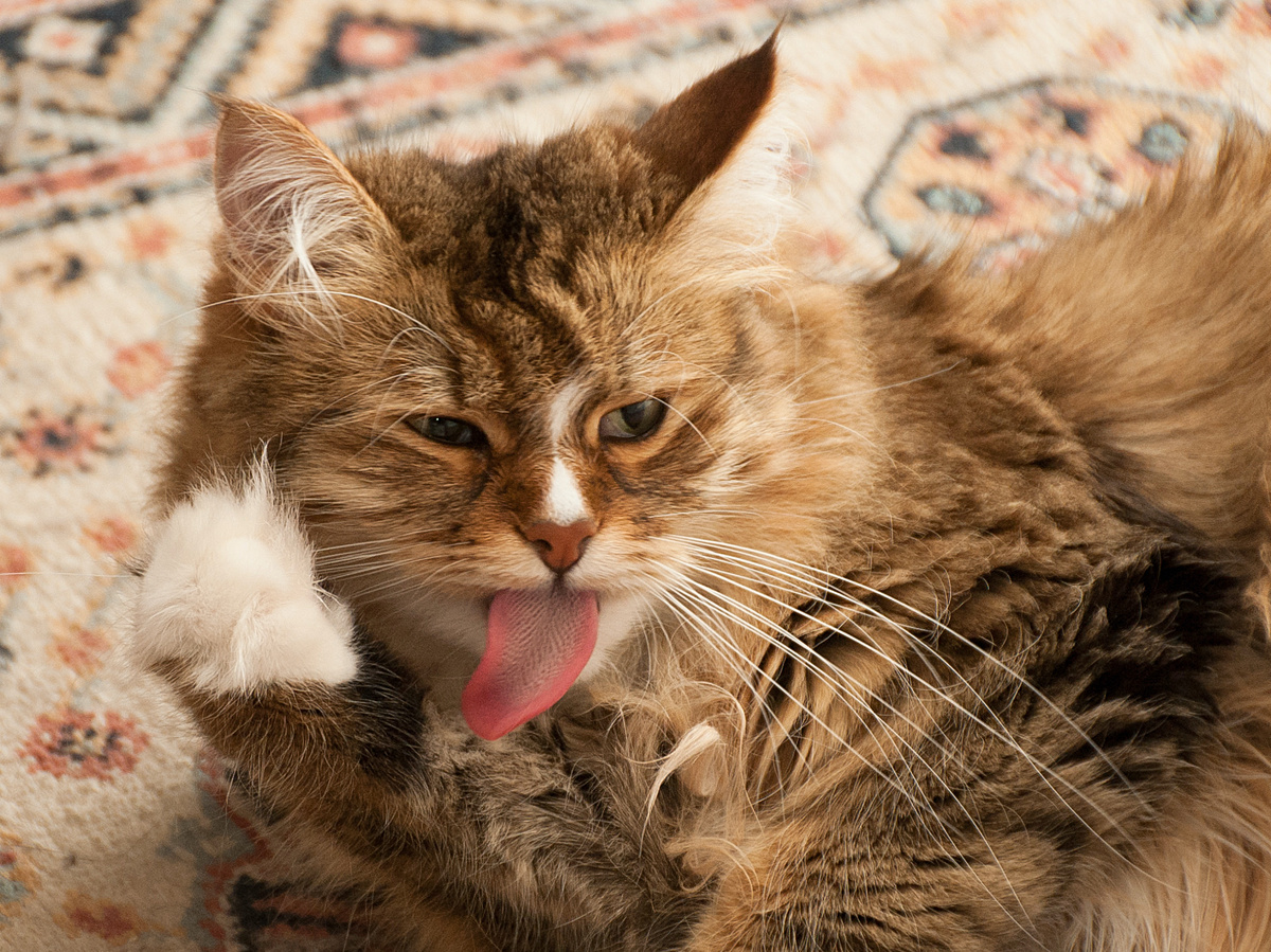 Фотография: Martin Kenny, CC BY-NC-SA 2.0