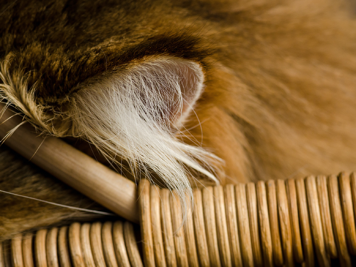 Уши тоже в тепле! Фотография: Martin Kenny, CC BY-NC-SA 2.0