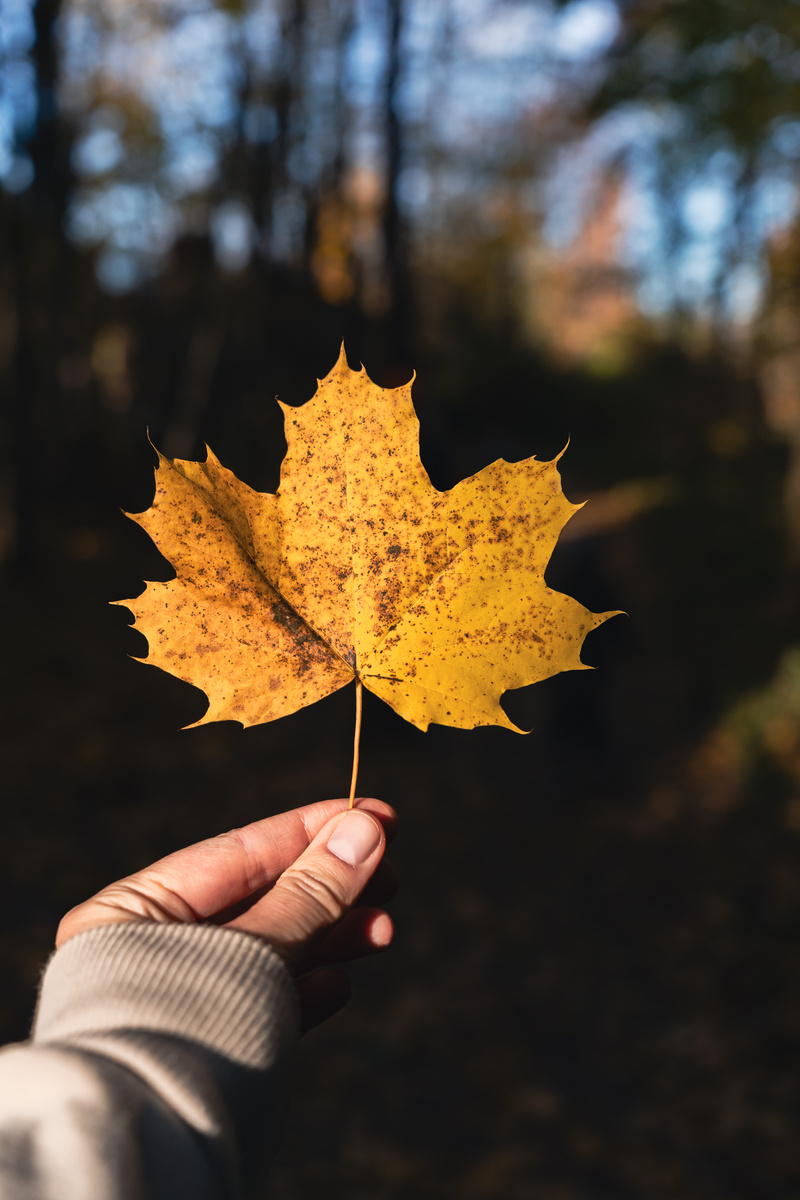 Кленовый лист