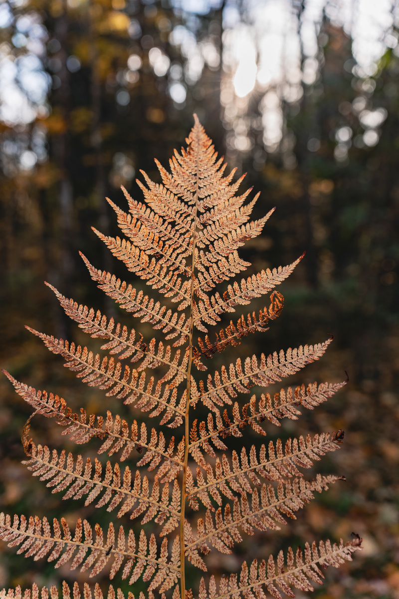 Осенняя ветка папоротника