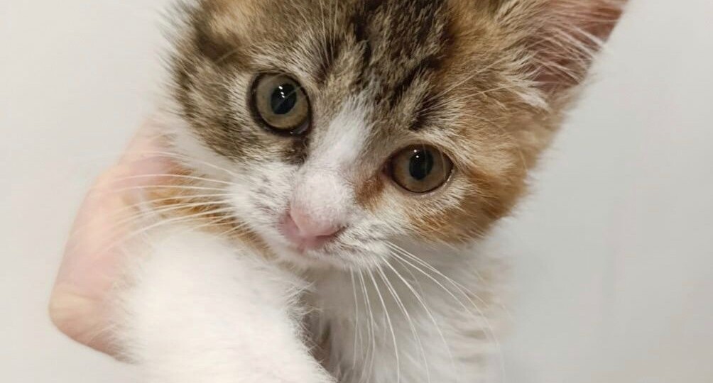 Крошка пропадает в приюте! Срочный поиск дома!