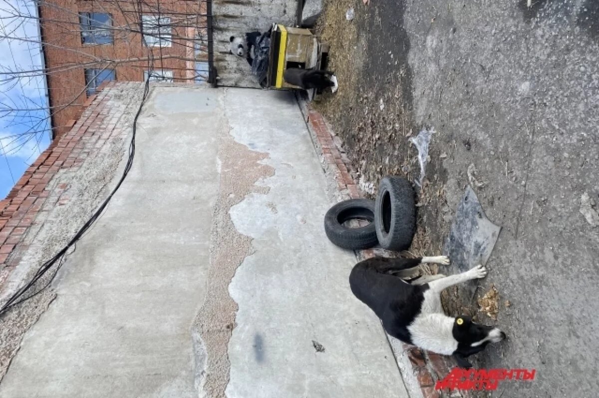    В Самаре напомнили о запрете кормить бездомных собак в общественных местах