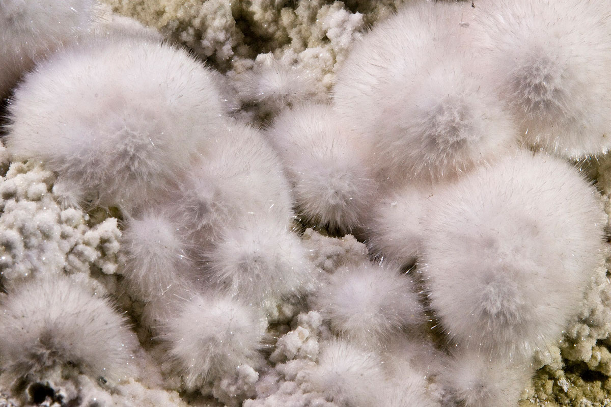 Didier Descouens / Wikipedia