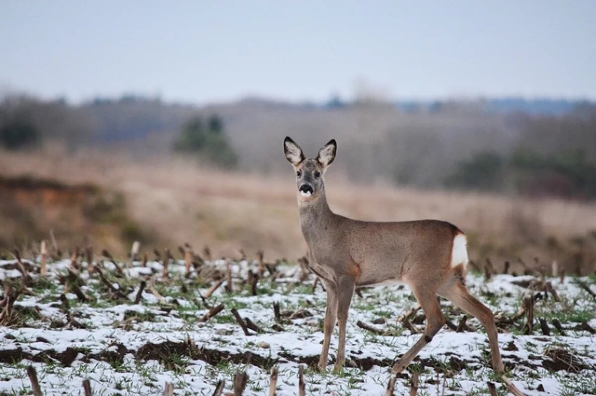    В Саратовской области браконьер заплатил 200 тысяч за убийство косули