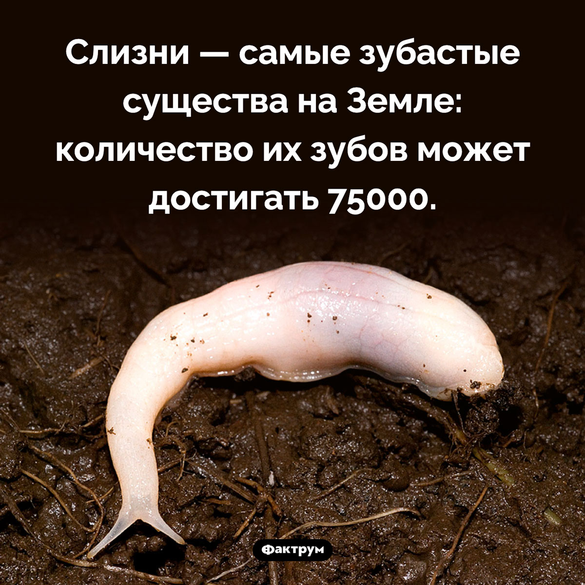 Слизни - уникальные создания