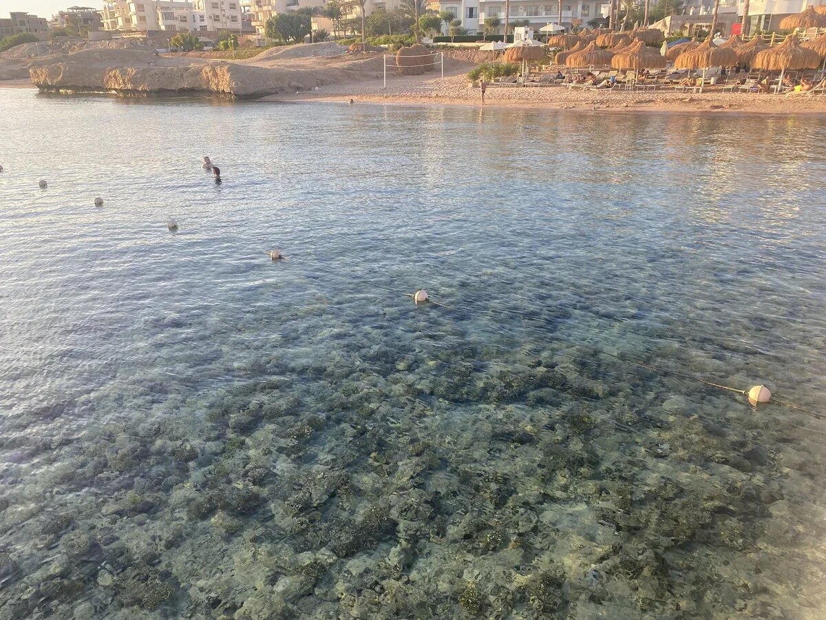    Коралловый риф у отеля Sunrise Remal Beach 5* в Шарм-эль-Шейхе, Египет. Фото: АТОР