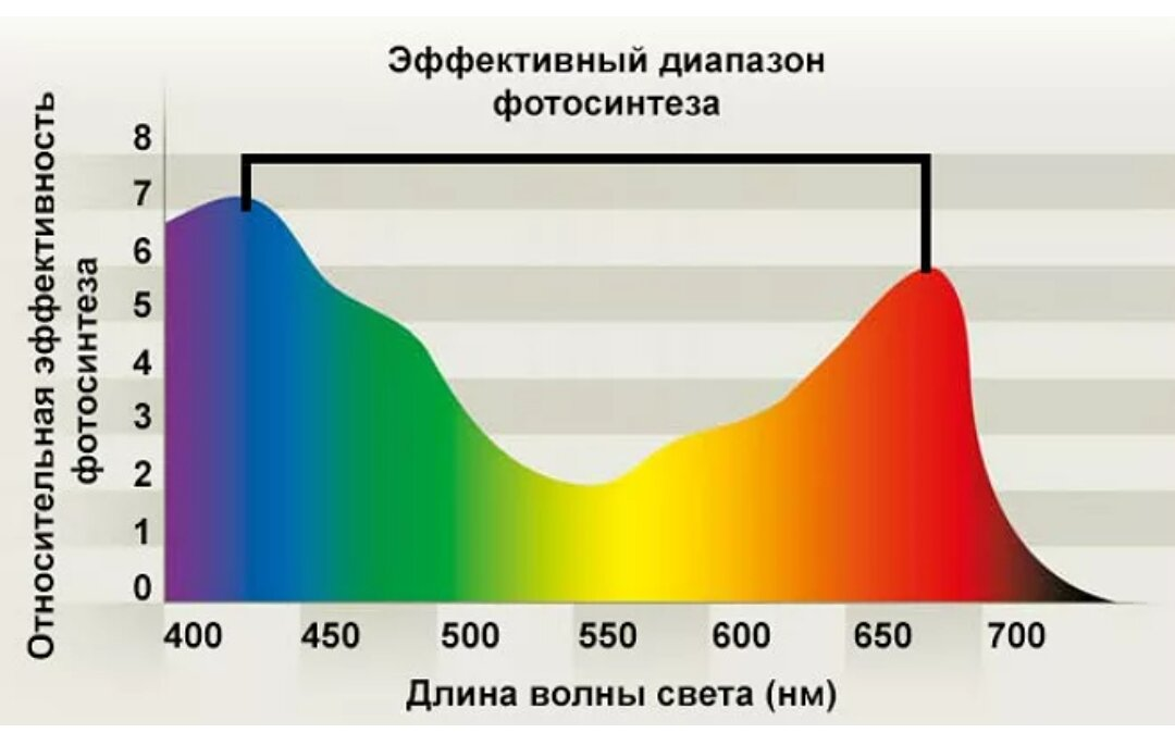 График поглощения лучей при фотосинтезе