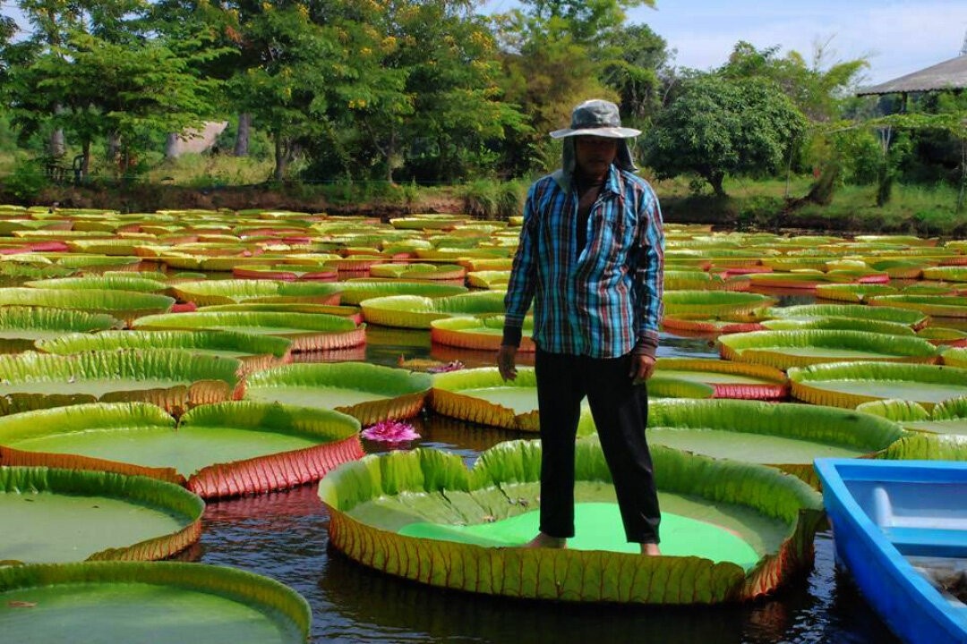    Эти огромные листья — настоящие архитектурные чудеса природы из Амазонки. Источник изображения: dzen.ru