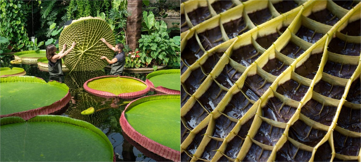    Обратите внимание на обратную сторону листа. Источники изображений: dishcuss.com, en.wikipedia.org