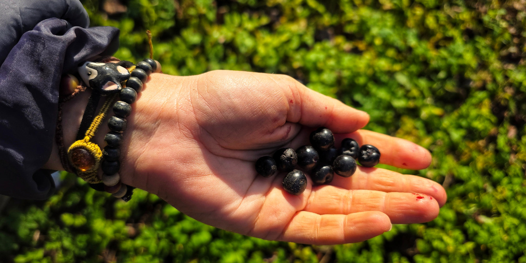 Поймали ноябрьское теплое солнышко! Вот-вот начнутся заморозки, а пока - успеваем закончить дела на земле