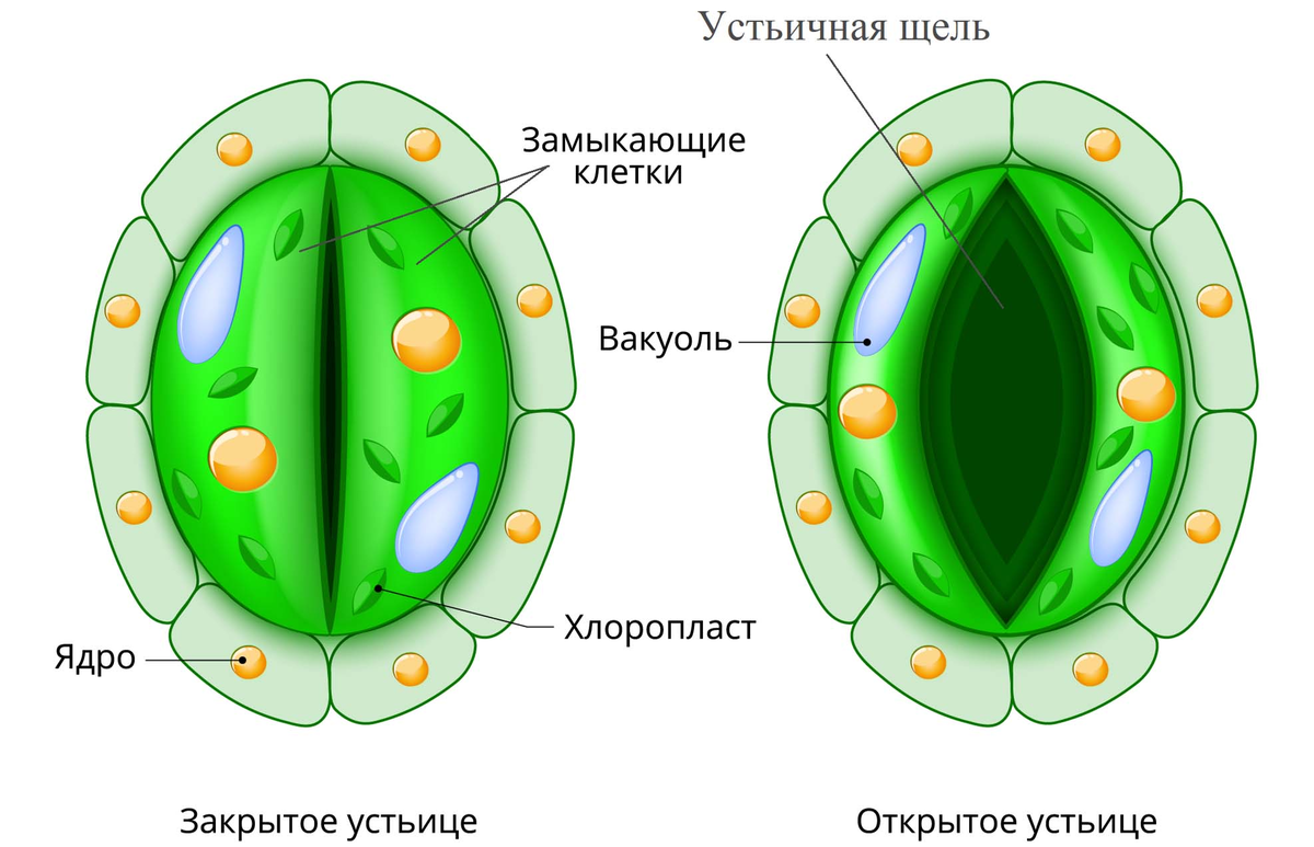 Строение устьиц