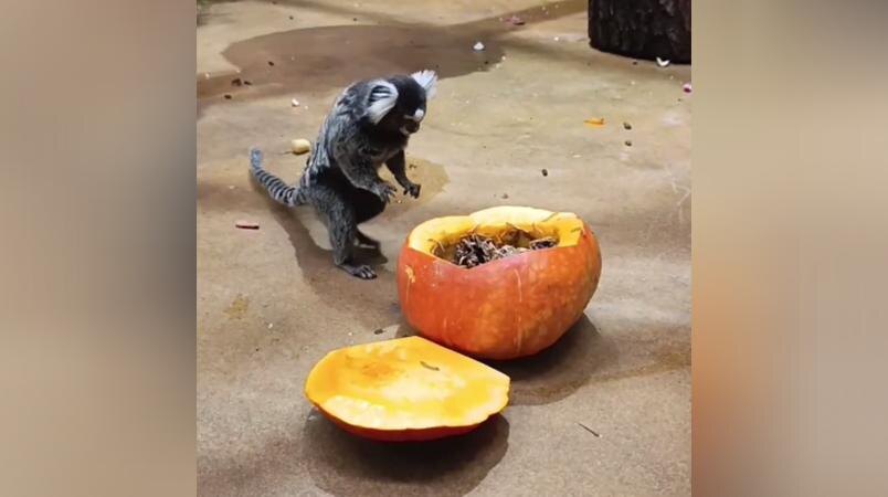    Фото: t.me/lenzoopark