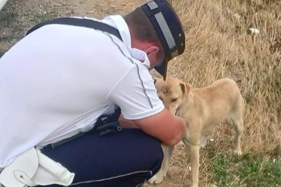    Собака бежала по обочине, ее лапы сковала веревка Фото: пресс-служба ГУ МВД РФ по Краснодарскому краю