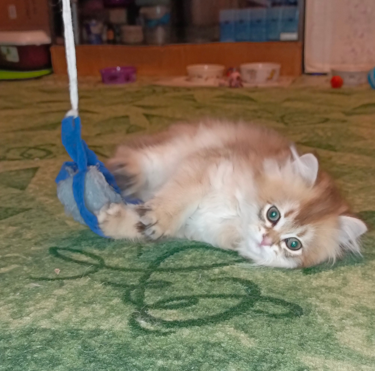 Кошечка Тигра