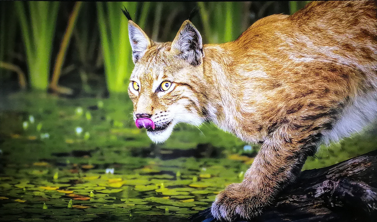 Лю Циньшуань. АУРА КОРОЛЯ (рысь, Китай)