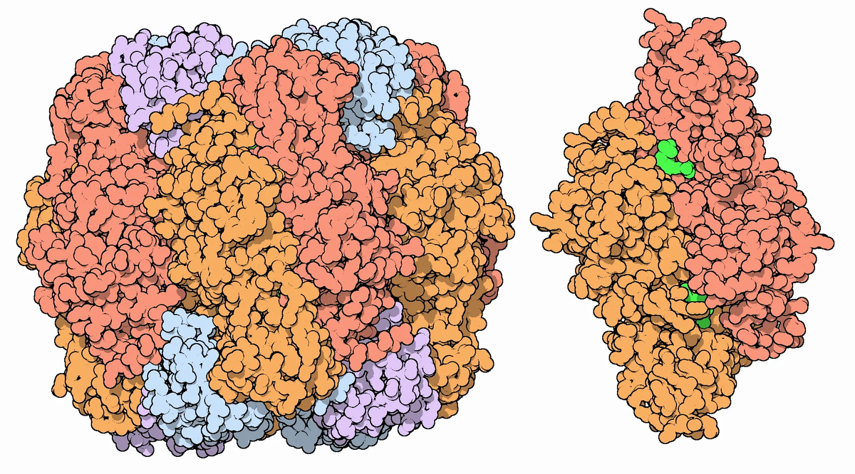 Структура Рубиско