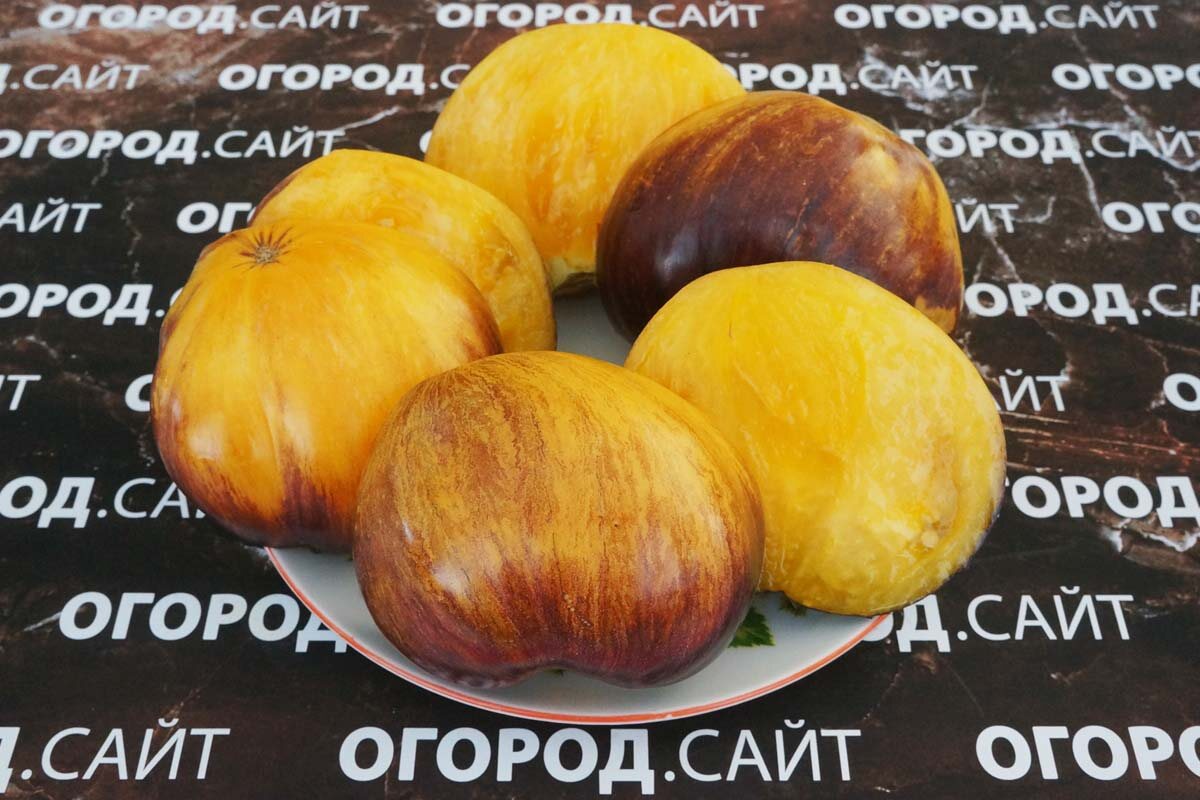 Рыжая комета Софии, семена на нашем сайте ОГОРОД.САЙТ