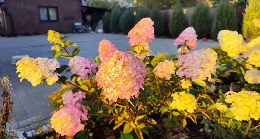    Размножила гору гортензий: И никакой возни с черенками - одна хитрость в ноябре