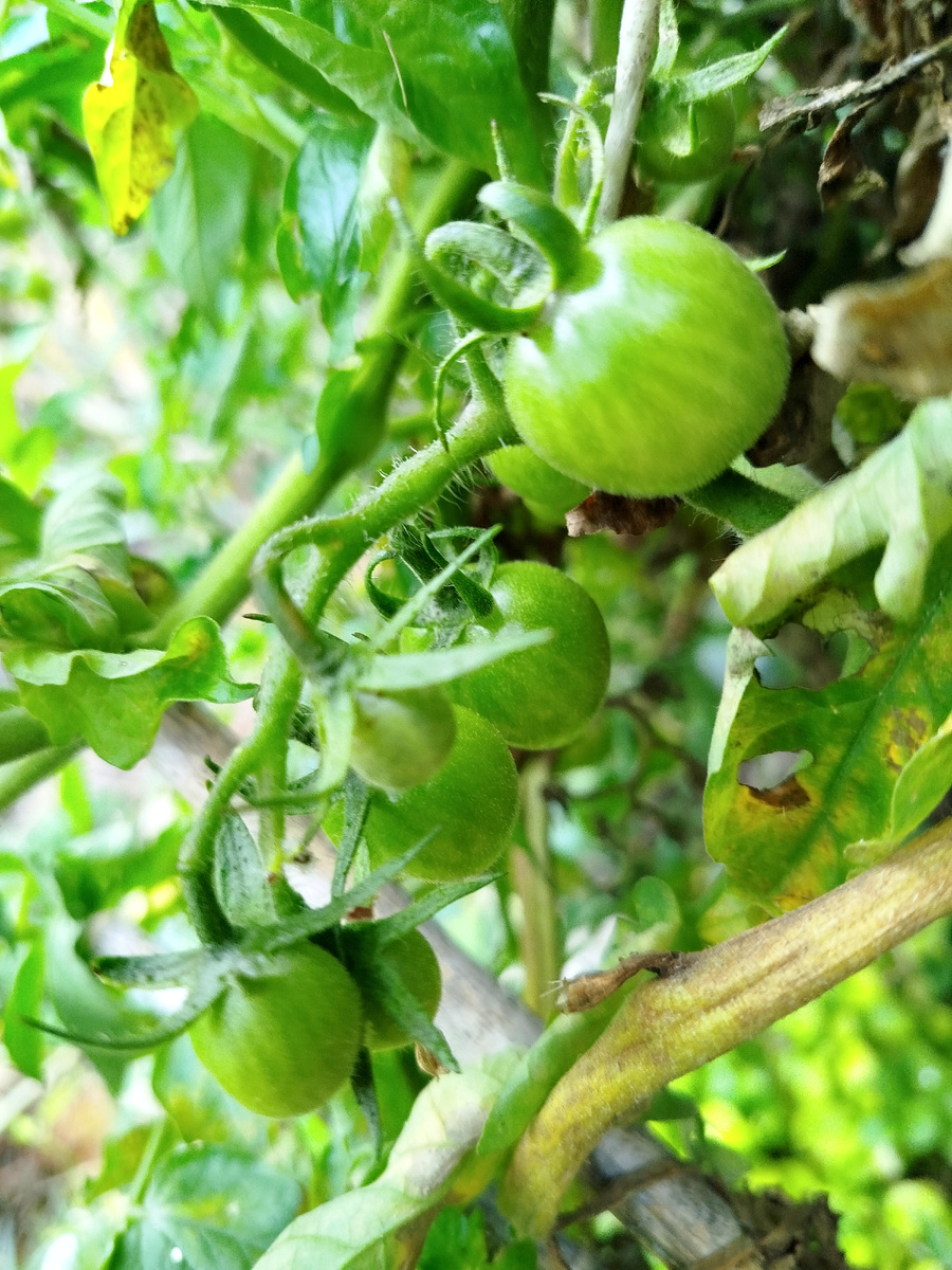 Фото автора.