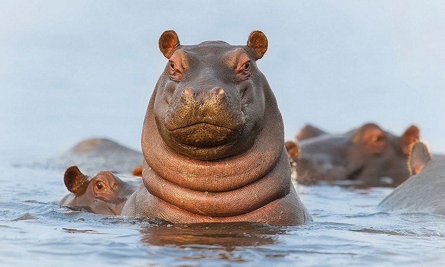 Бегемот: почти сухопутный, почти кит