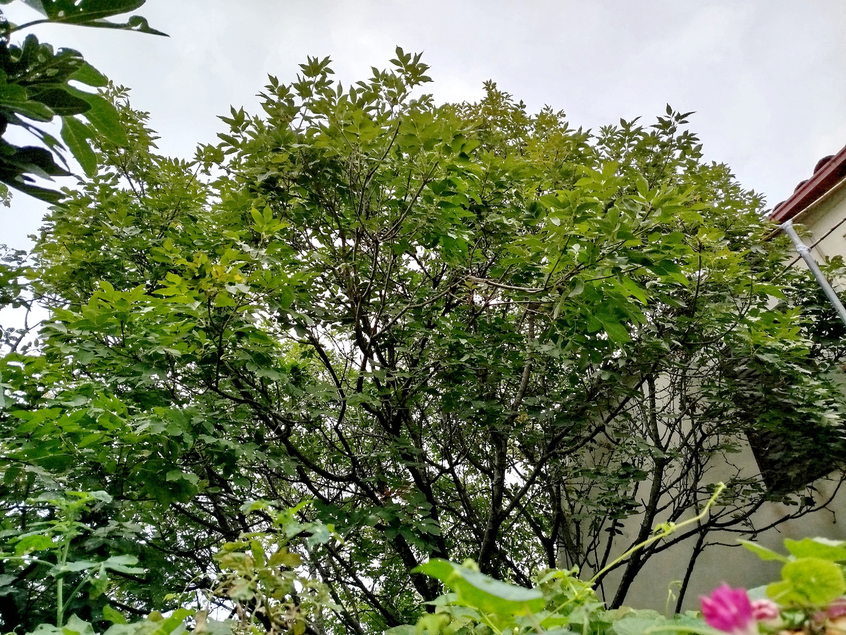 Фото автора. Ясень в ноябре 2025г.