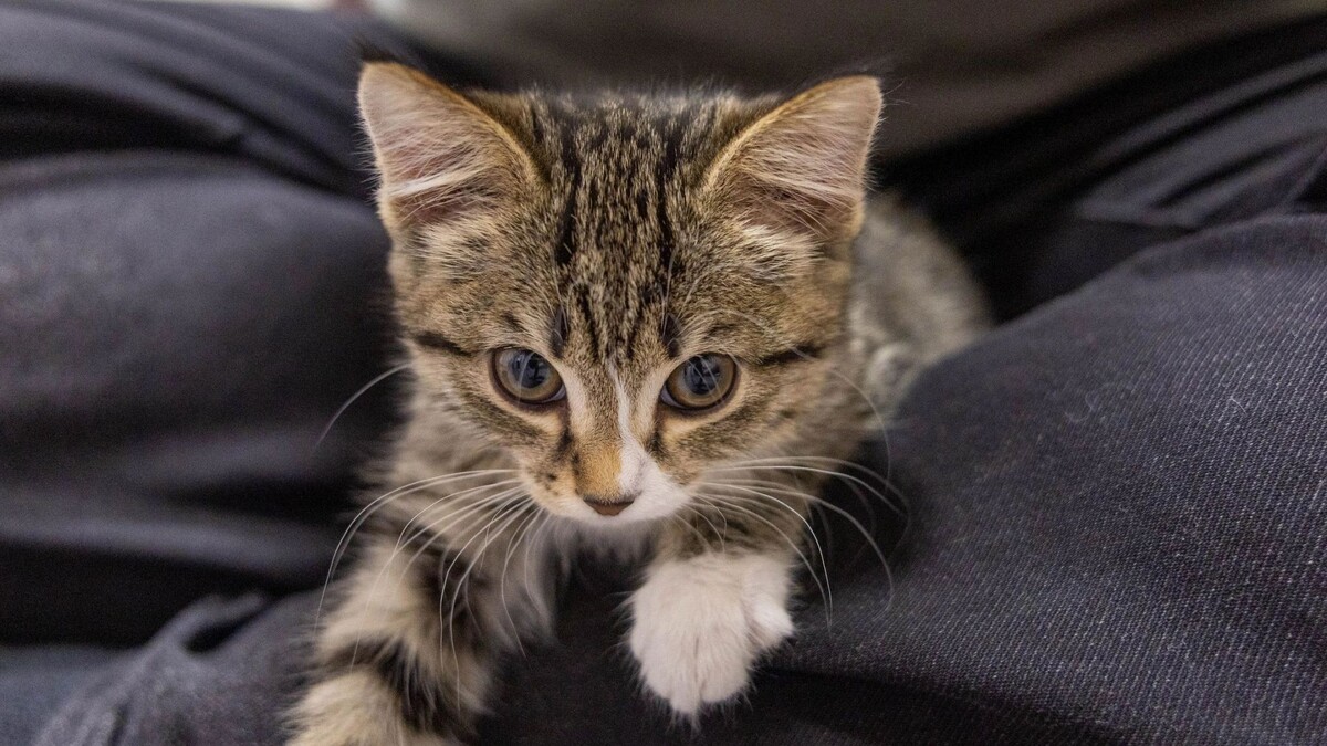    Фото: Александр Чирва / «Ямал-Медиа»