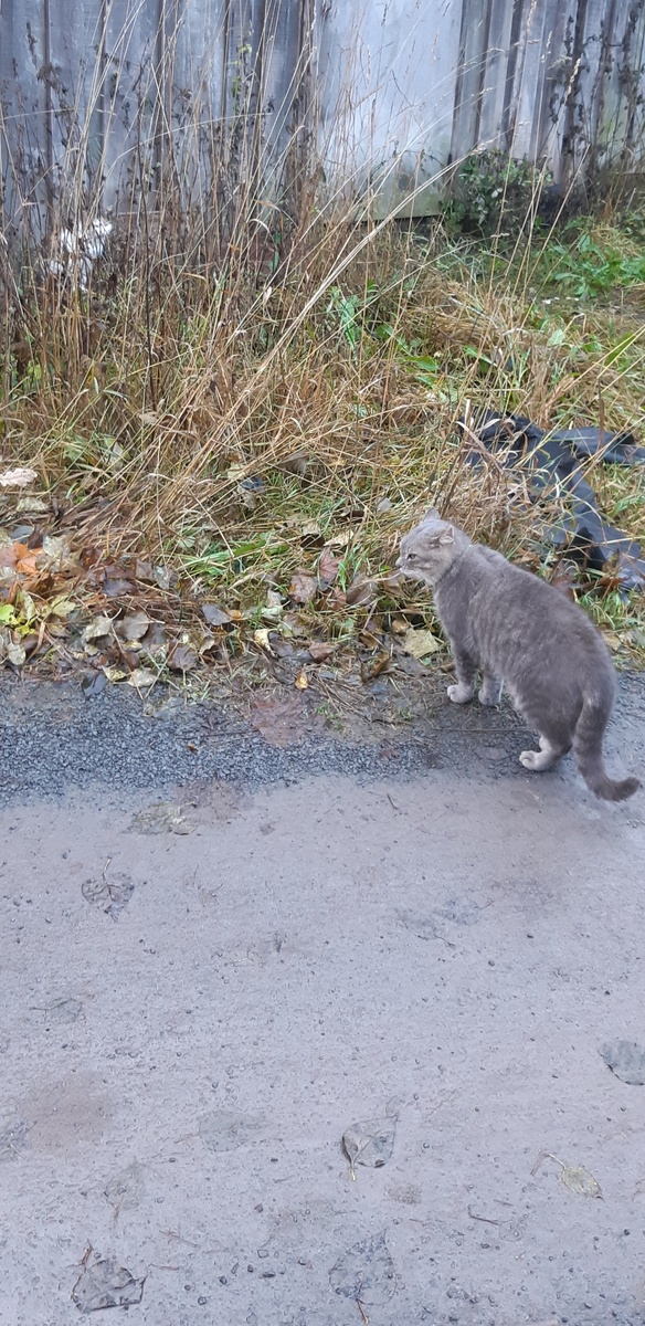 -"О свет моих очей! О дивная Диана! Я в вас влюблён! -"Как вы, мужики,  мне все надоели, если честно!"