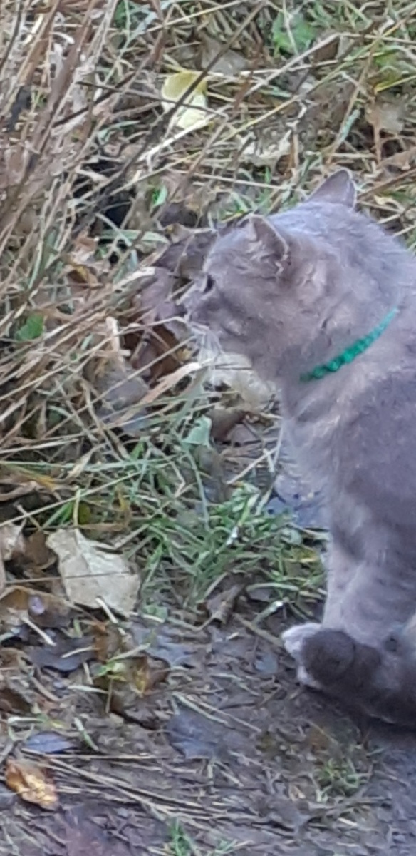 Я подарю тебе звезду, вылезай из колючек, я туда не полезу.