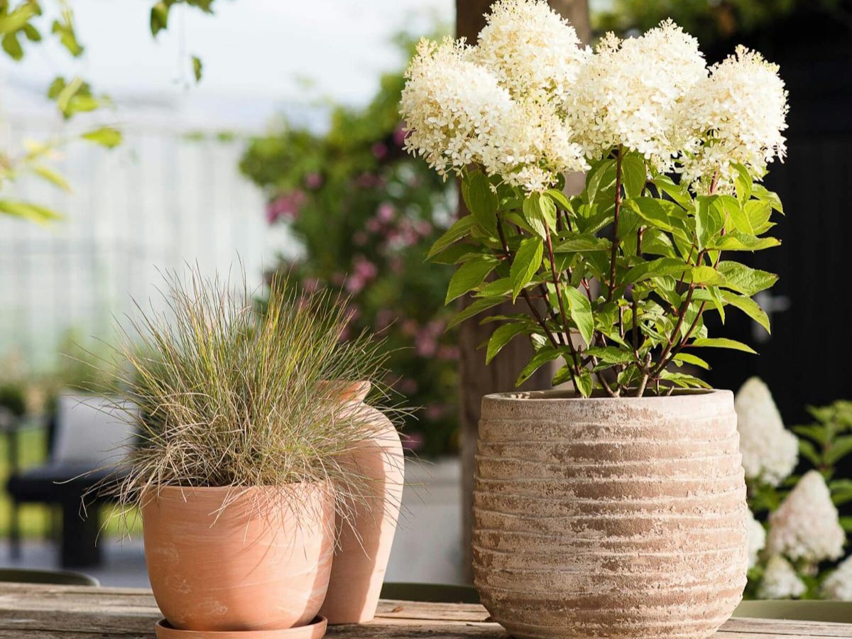 Пример посадки маленькой метельчатой гортензии в кашпо