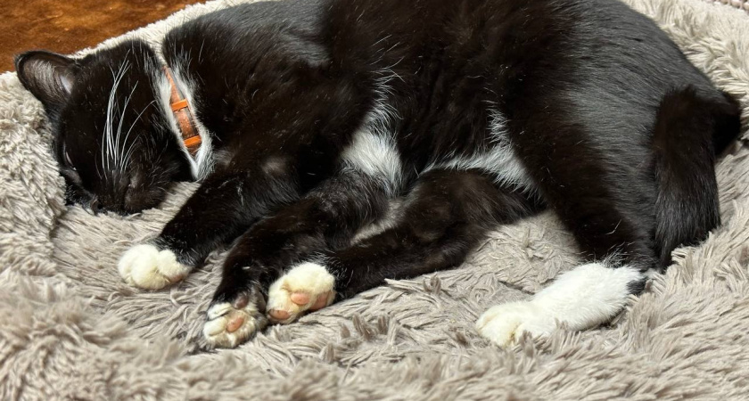    Можно ли спать там, где спит ваша кошка? Запомните на всю жизнь