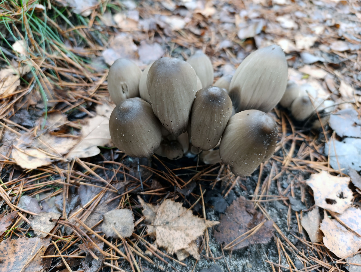 Вроде навозники