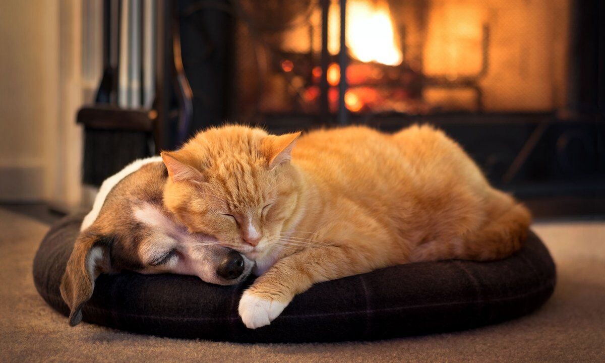 Кот и пес. Питомцы. Есть ли вообще лучшие учителя по борьбе со стрессом?