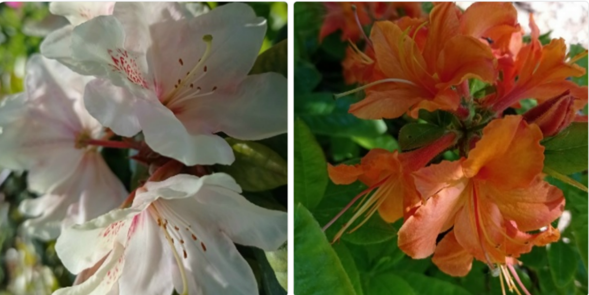 вот они, левый ВЗ Голд  Букет? Правый , листопадный, Мандарин (какой-то)?