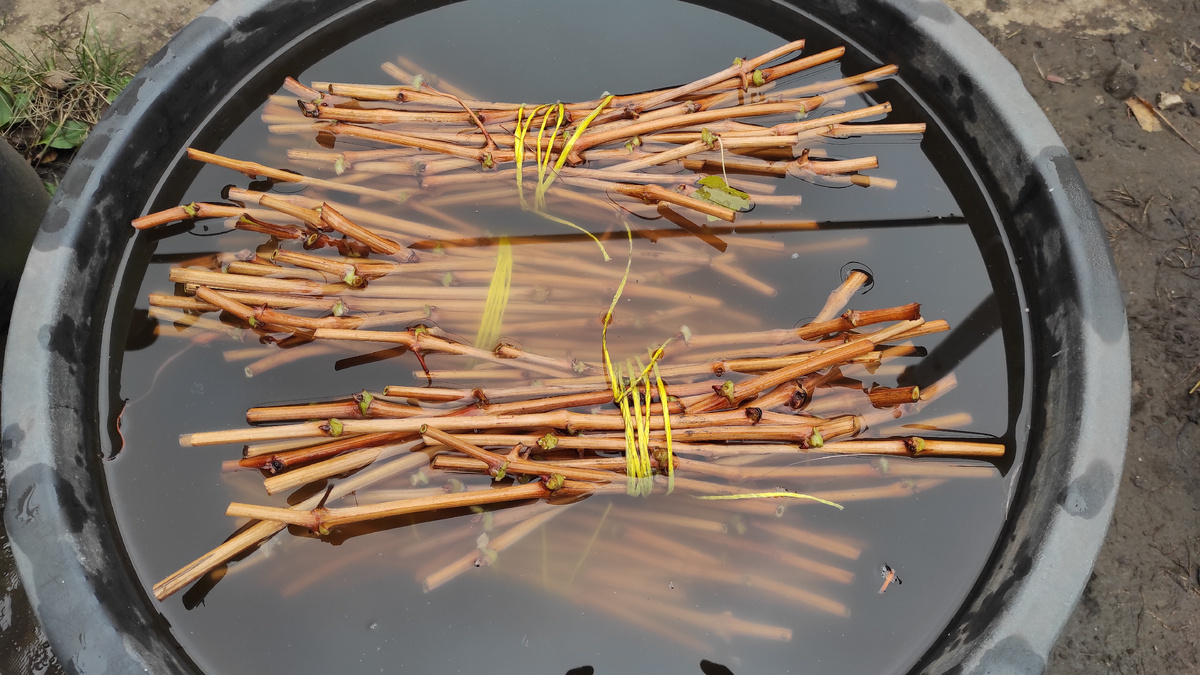 Вымачивание черенков винограда в воде.