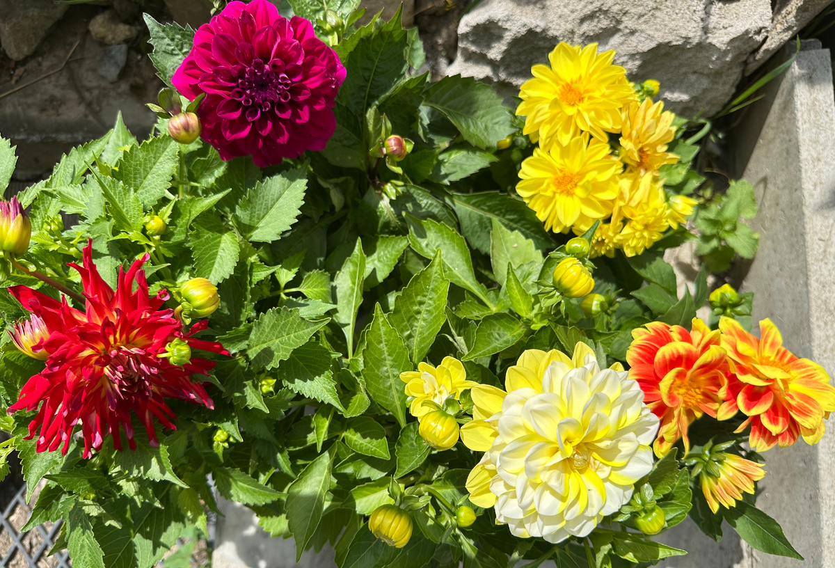 Привезенные из магазина.