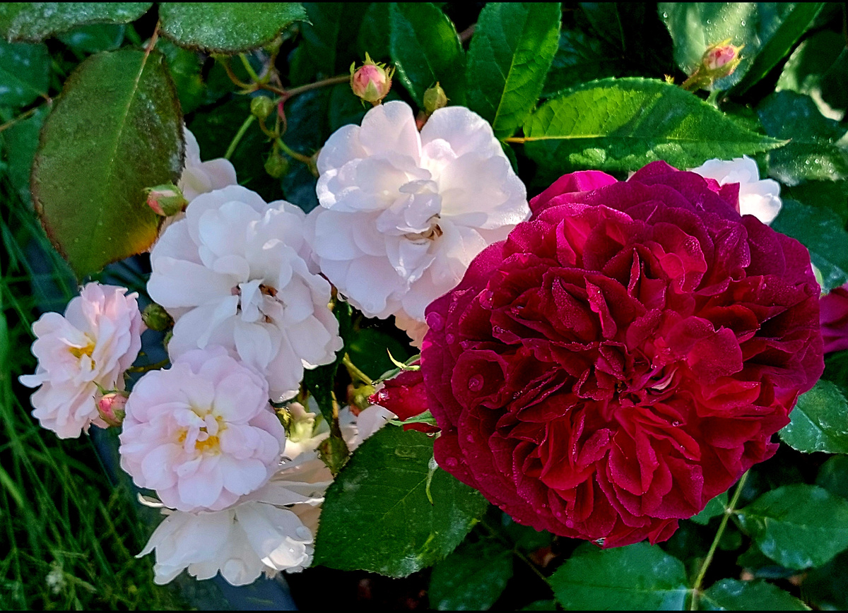 Манстед Вуд, "Остинка" и Петит де Терра Франш, мускусный гибрид.