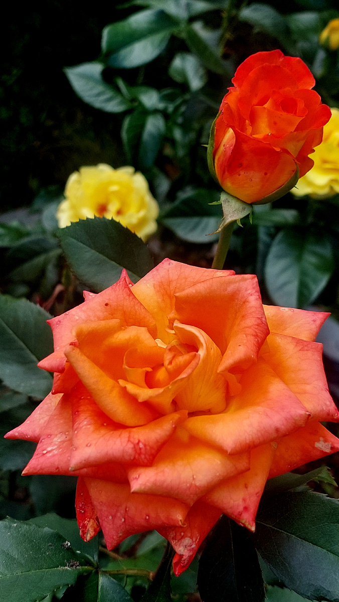 Конфетти. Флорибунда