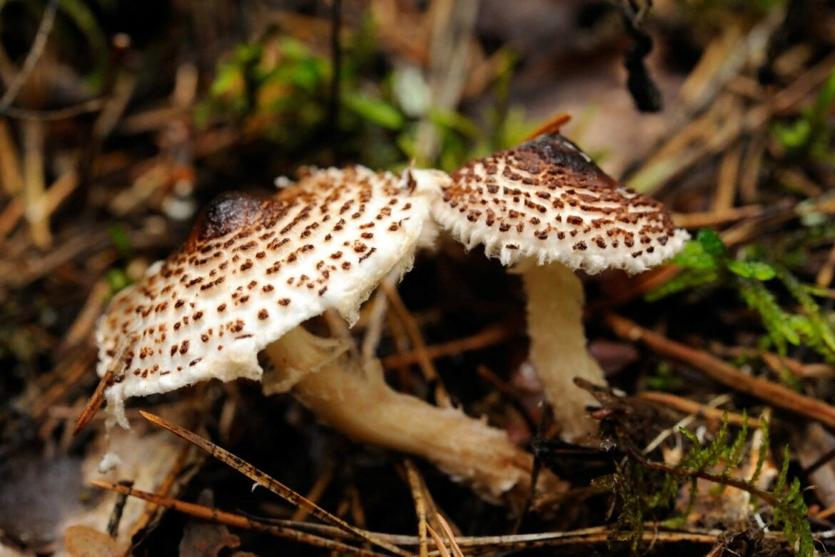 Лепиота шероховатая, как ощущение изжоги после нее