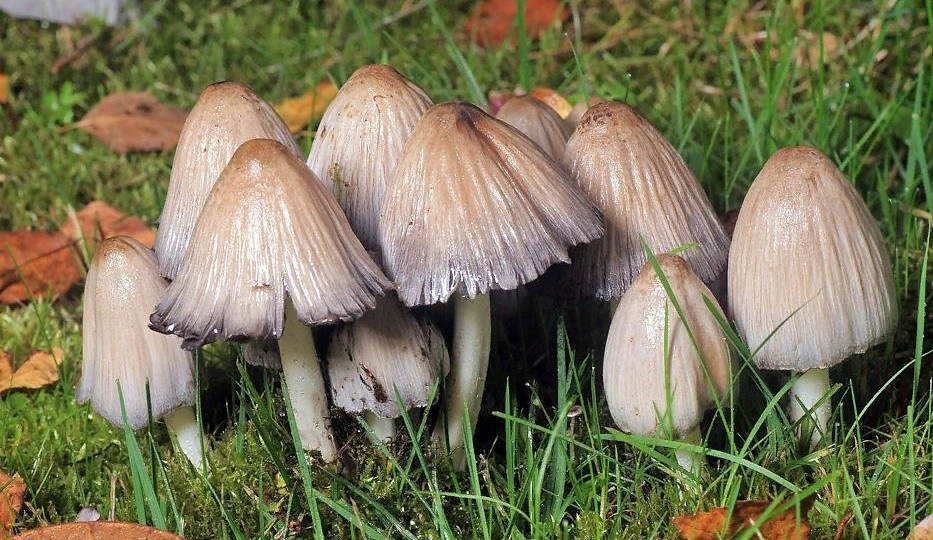 Навозник и коприн: Как грибы изобрели химическое оружие против алкоголиков
