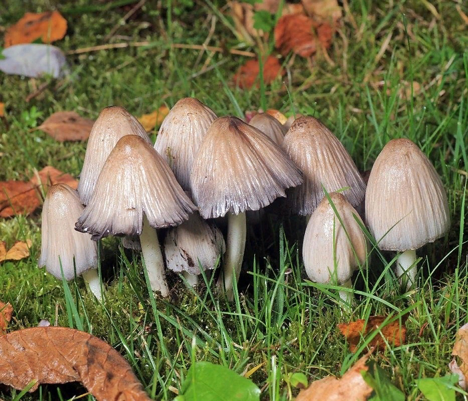 Навозники - выросли из навоза и ждут от тебя нового сырья для роста :с