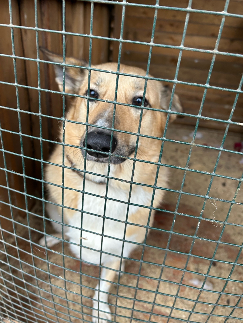    Сотрудники УФСИН Карелии в День народного единства накормили бездомных собакУФСИН Карелии