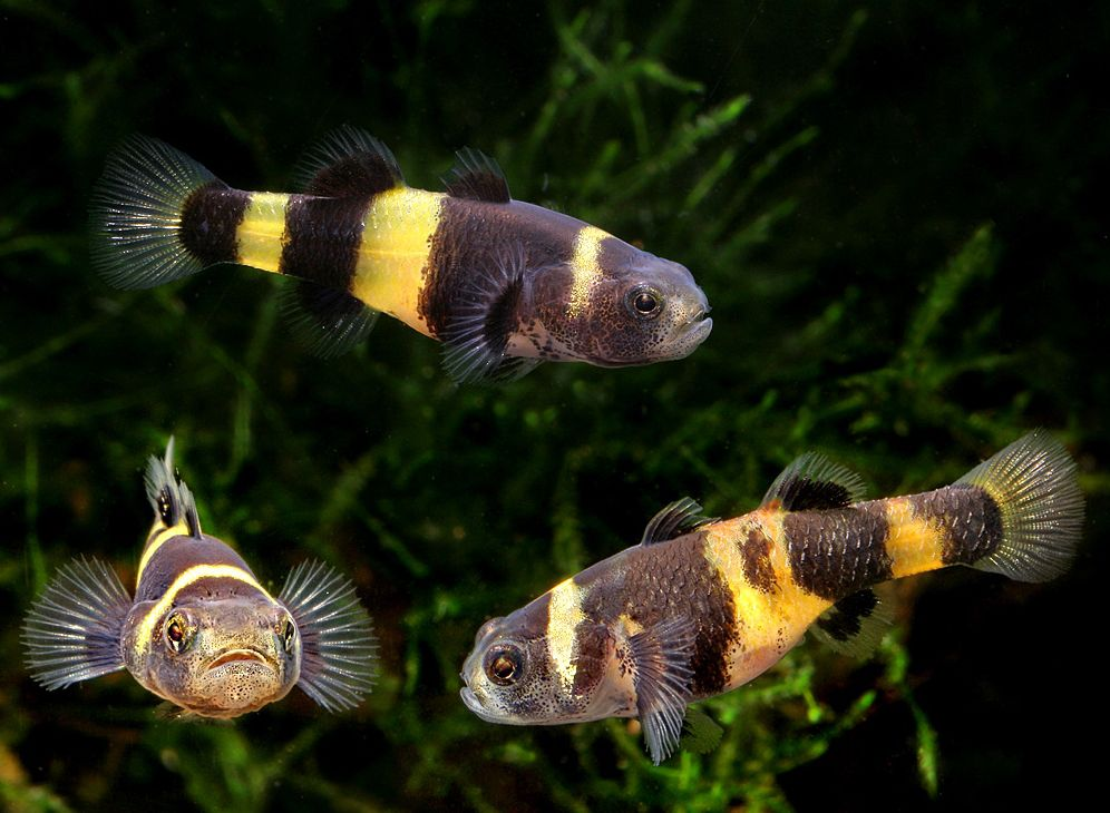 Брахигобиус 