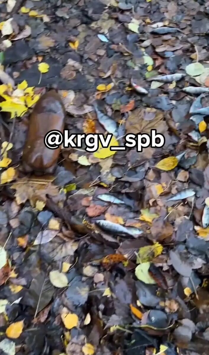    Река Охта 29 октября. Фото: скриншот из видео в телеграм-канале «Красногвардейский район СПб»