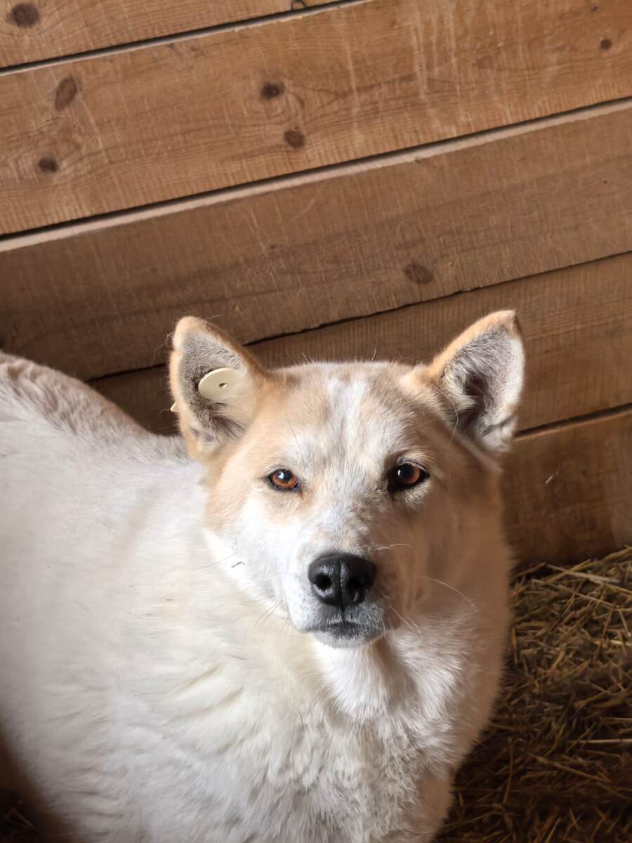 Зевс. Приехал к нам из отлова ЦАСС в декабре 2023 года. Есть куратор.