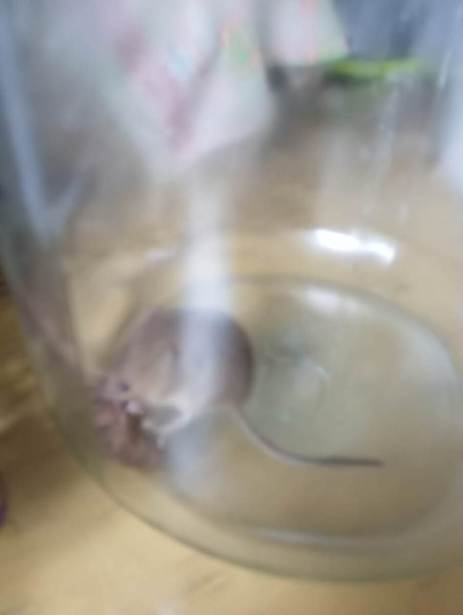 Видно через стекло не очень хорошо. Это первая мышка. 