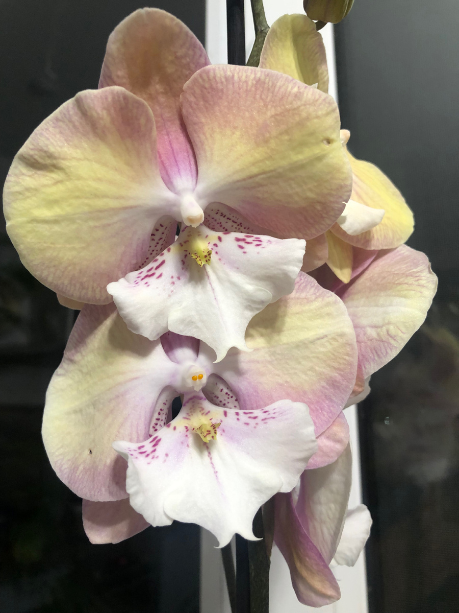  Единорог, Rainbow Unicorn, Радужный Единорог